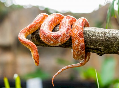 world-snake-day[1].jpg