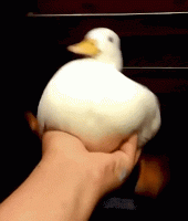 1595715693250.gif
