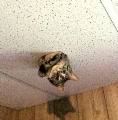 ceiling cat.jpg