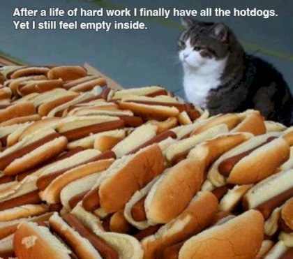 cat_hotdogs_life.jpg