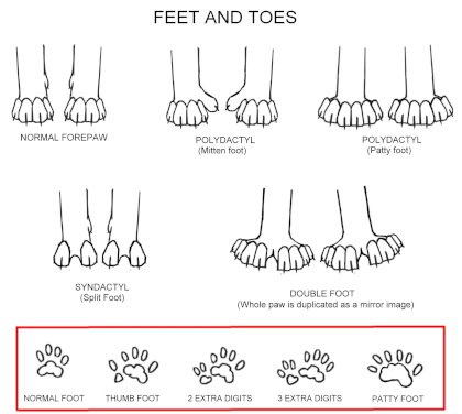 paw-conformation.jpg