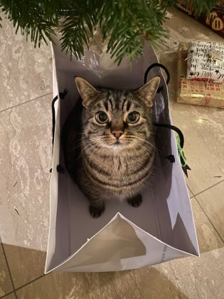 cat_in_a_bag.jpeg