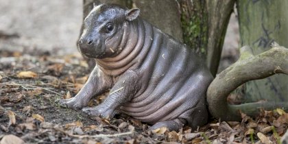 o-PYGMY-HIPPO-facebook-532375468.jpeg
