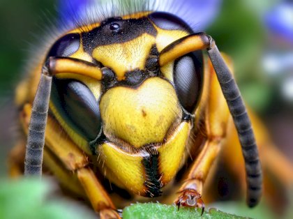 Face_of_a_Southern_Yellowjacket_Queen_(Vespula_squamosa).jpg