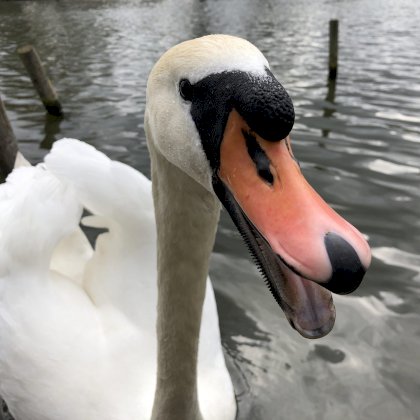 Swan-Bill-1536x1536.jpg