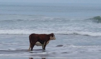 ocean cow.jpg