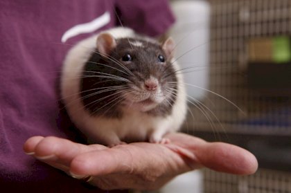 rat3.jpg