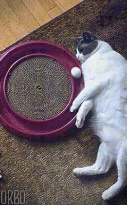 fatcat.gif