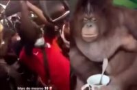 monkeys.mp4
