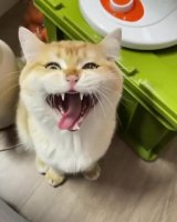cat-chyawping.mp4