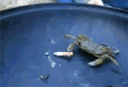 1000000258.gif