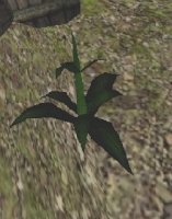 plant.jpg