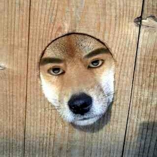 hund.jpg