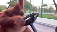 Orangutan driving golf cart like in The Sopranos [DJsn1QivbKM].webm