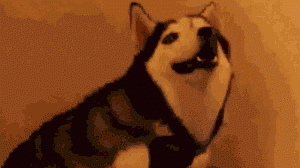 1556376493424.gif