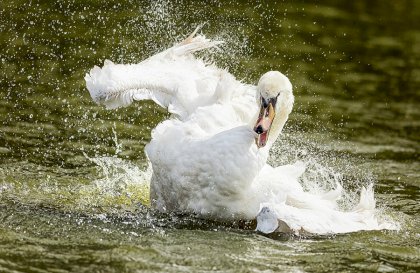 angry-swan-michael-whittaker.jpg