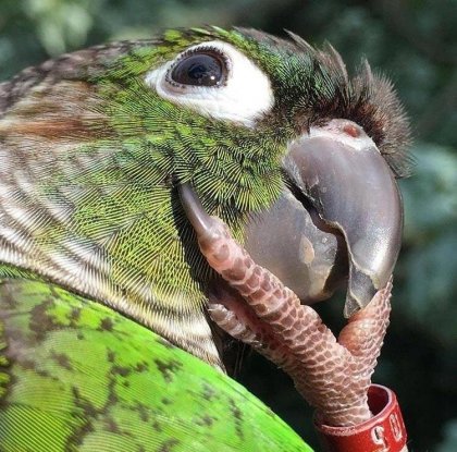 reflecting parrot.jpg