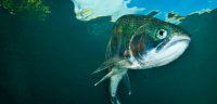 header-fish-feel.jpg