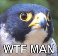 wtfman.jpg