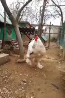 huge_cock.webm