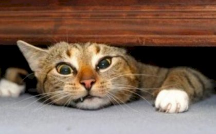 1512040804_cat-urinating-bed_3.jpg