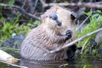 beaver.jpg