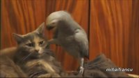 parrot_cat_joker.webm