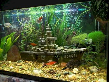 Quite the Fish Tank.jpg