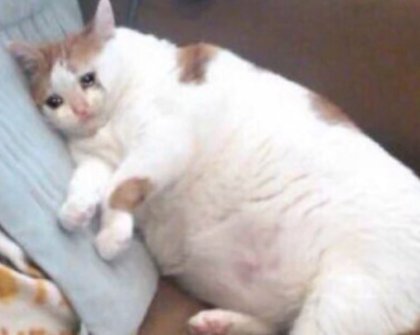weinend fettkatze.jpg