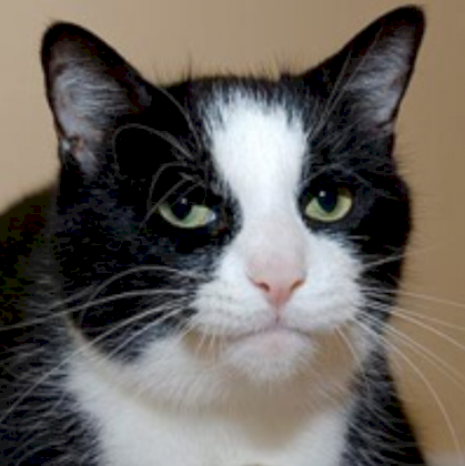 Behindert-Katze.png