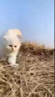 apREXXM_460svvp9.webm