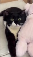 aah_cat.mp4