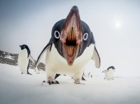pingu2.jpg