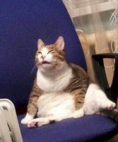 cat_very_fat.jpg