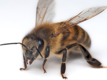 Honey2Bwb%2B-201113-1.jpg