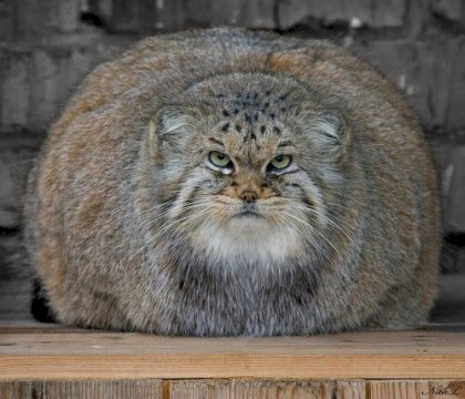 manul.jpg