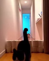 chonky kot.mp4