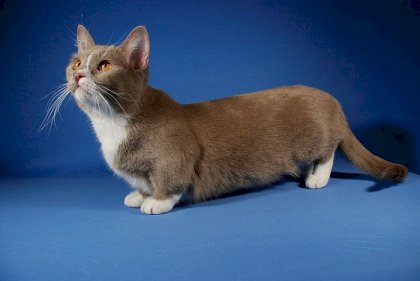 Munchkin_cats_14-1749566614.jpeg