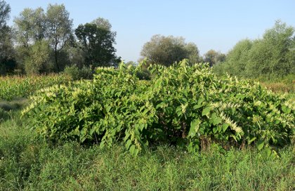 Fallopia-japonica_arhiv-Zavoda-Symbiosis.jpg