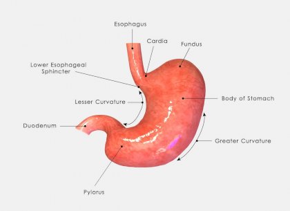 65f95ebbdb95cd1b69eab057_illustration-of-the-stomach.jpg