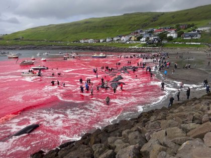 180817140211-01-faroe-islands-whaling-restricted.jpg