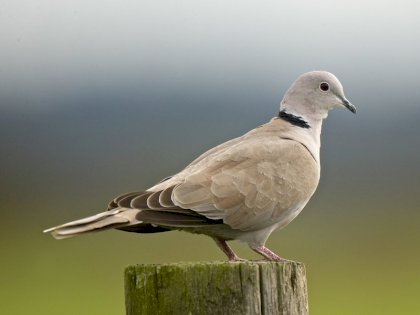 Eurasian%20Collared-Dove%20-%20Hayton%20Reserve%20-%2010-14-14%20319-800[1].jpg