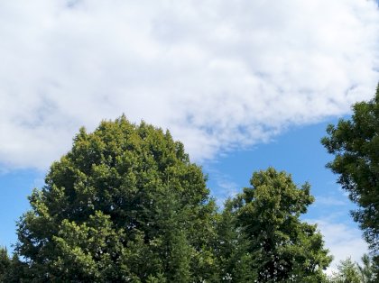 IMG_20230729_134017.jpg