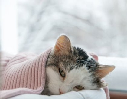 having seen the world for what it is, immanuel cat decided to rest for the rest of his days.jpg