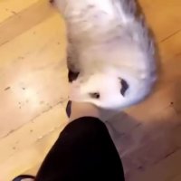 possum.mov
