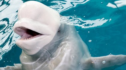 Pregnant%20Beluga%20hero_0918[1].jpg
