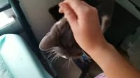 aNw8BQ3_460svvp9.webm