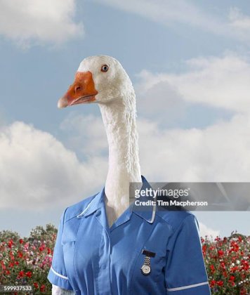 gettyimages-599937533-612x612.jpg