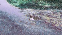 Untitled_1.mp4