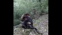 whining monki.mp4